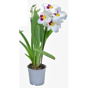 Veilchen-Orchidee (Miltonia) mit weißen Blüten und violetten Akzenten im Topf.