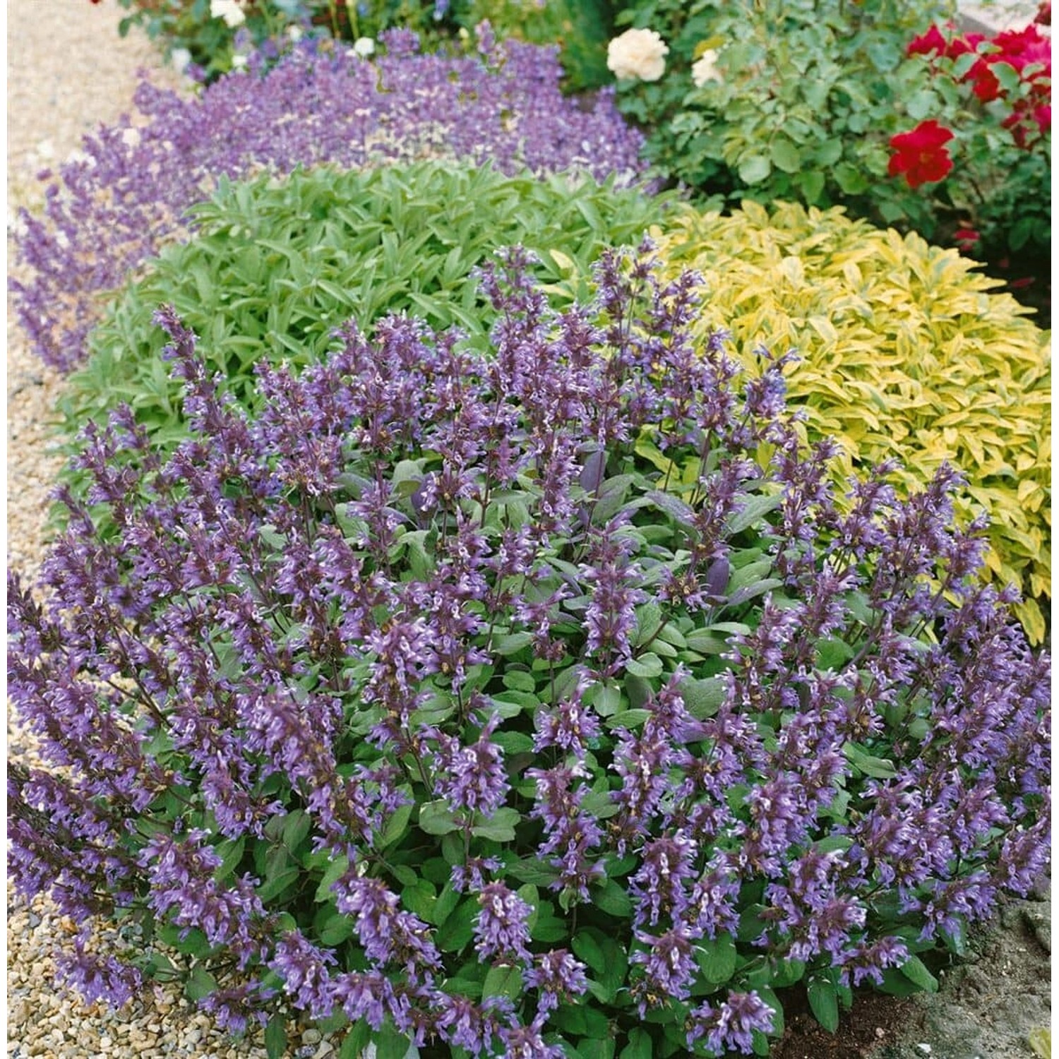 Salvia Officinalis Violettblau Echter Salbei Ca. 9x9 cm Topf günstig online kaufen