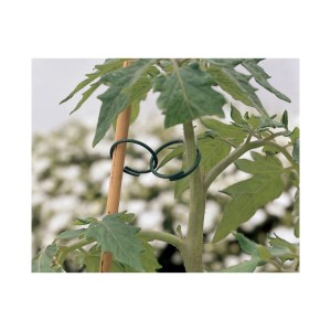 Grüne Ringbinder (30 Stk.) am Pflanzenstiel befestigt, für schonenden Halt im Garten.