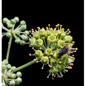 Atlantikküsten Efeu 30-40cm - Hedera poetarum