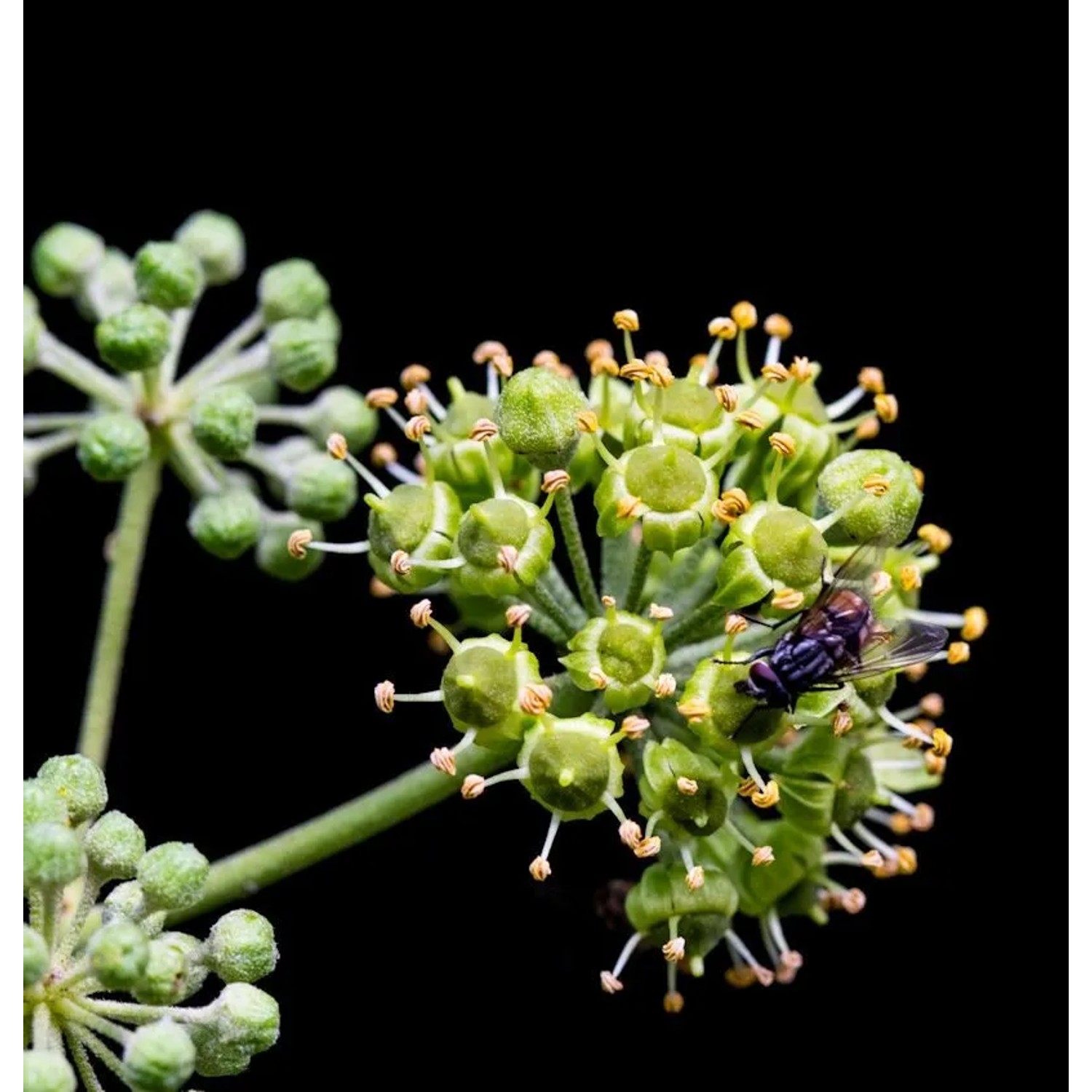 Atlantikküsten Efeu 30-40cm - Hedera poetarum