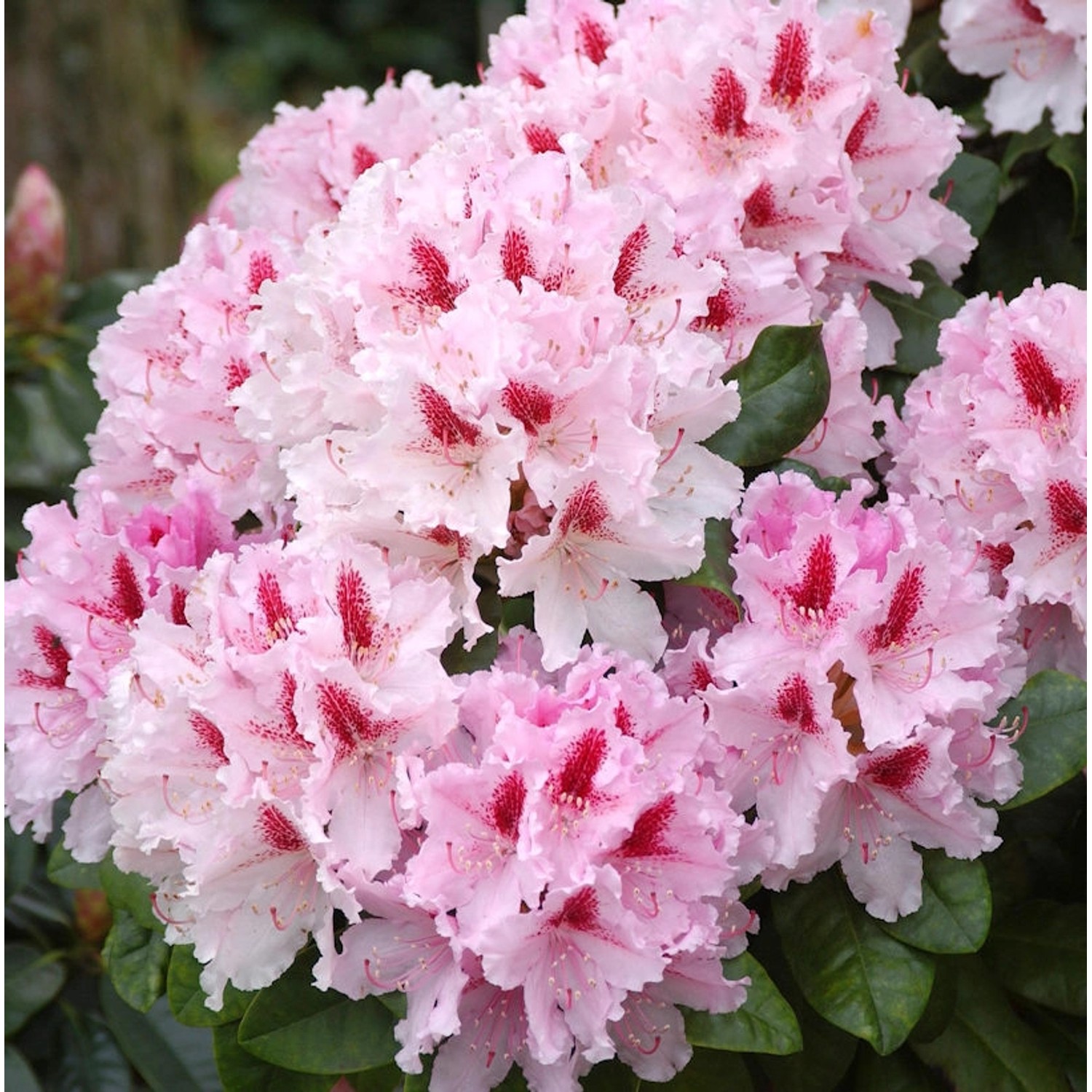 INKARHO - Großblumige Rhododendron Frühlingsbeginn 30-40cm - Alpenrose günstig online kaufen