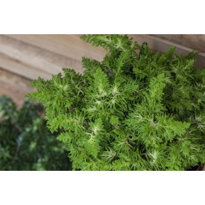 Gelbgrüne Chamaecyparis Obtusa Fernspray Gold, 15–20 cm hoch. Zierstrauch für Garten und Kübel.