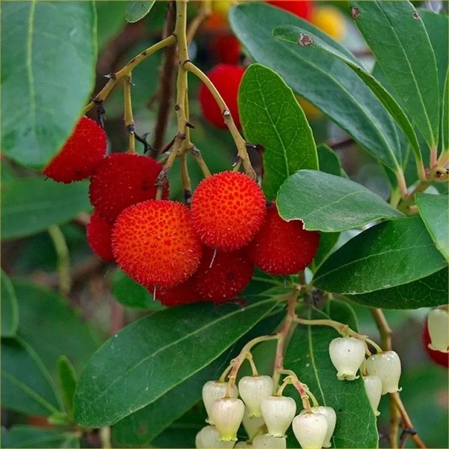 Erdbeerbaum Arbutus unedo 60 bis 80 cm im Container Dekorativ