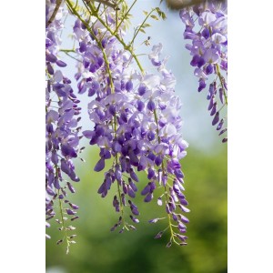 Blühender Chinesischer Blauregen 'Prolific' mit violettblauen Blüten als Kletterpflanze.