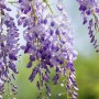 Blühender Chinesischer Blauregen 'Prolific' mit violettblauen Blüten als Kletterpflanze.