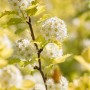 Gelblaubige Blasenspiere 'Darts Gold' mit weißen Blüten und gelben Blättern.