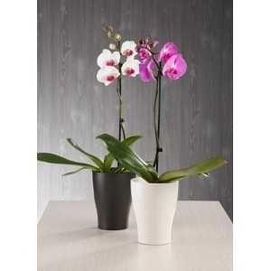 Scheurich Orchideengefäße 608, anthrazit und weiß, mit blühenden Orchideen.