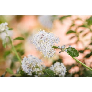 Nahaufnahme des kriechenden kalifornischen Flieders mit blauen Blüten.
