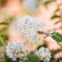 Nahaufnahme des kriechenden kalifornischen Flieders mit blauen Blüten.