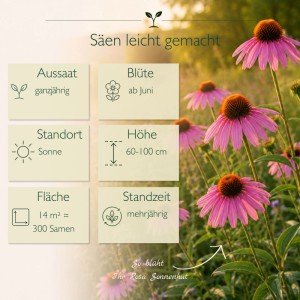 Rosa Sonnenhut (Echinacea purpurea) Blüten in einem sonnigen Garten mit Anbauinfos. 300 Samen Staude.