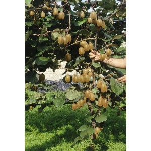 Actinidia Chinensis Hayward Kiwi-Pflanze (150–200 cm) mit reifen Früchten am Spalier.