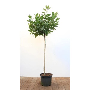 Kirschlorbeer 'Piri' als Stamm, 80 cm hoch, im Topf. Immergrüne Heckenpflanze für Garten und Sichtschutz.