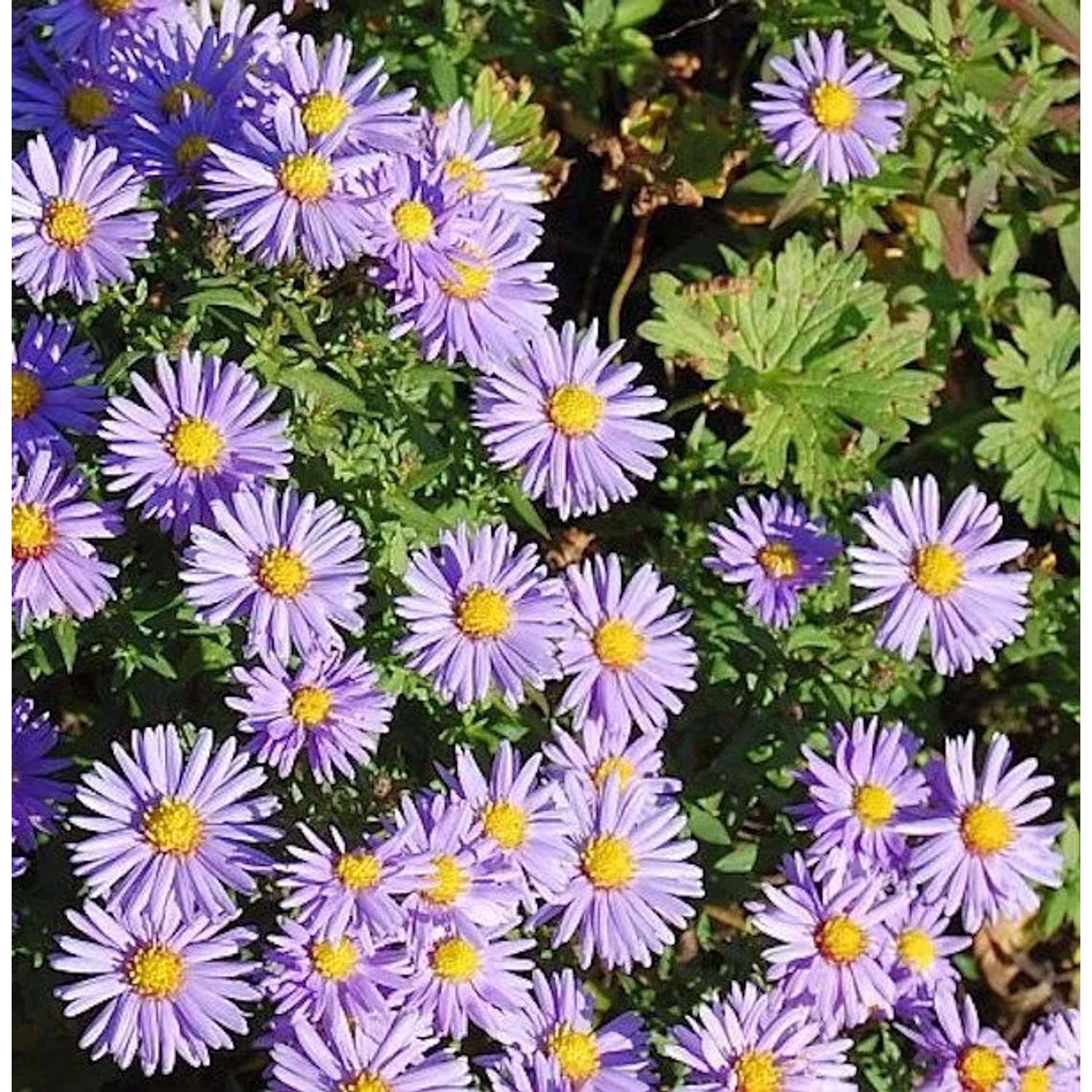 Kissenaster Professor A. Kippenberg - Aster dumosus