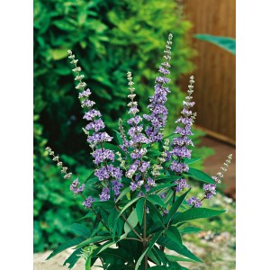 Blühender OBI Mönchspfeffer (Vitex) im Topf, ca. 40-50 cm hoch, mit blauen Blüten.
