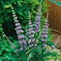 Blühender OBI Mönchspfeffer (Vitex) im Topf, ca. 40-50 cm hoch, mit blauen Blüten.