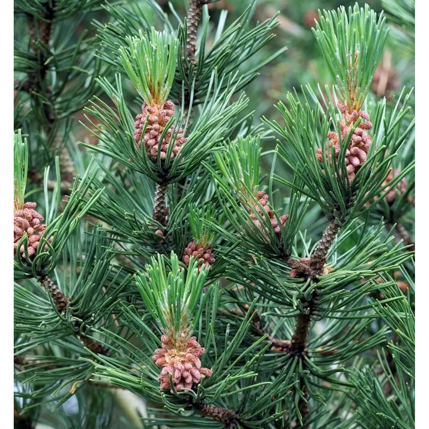 Hakenkiefer Bluzarre 30-40cm - Pinus uncinata
