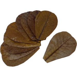 Proflora Terminalia Catappa Blätter, 30 Stk. Seemandelbaumblätter zur Wasserwertkorrektur im Aquarium.