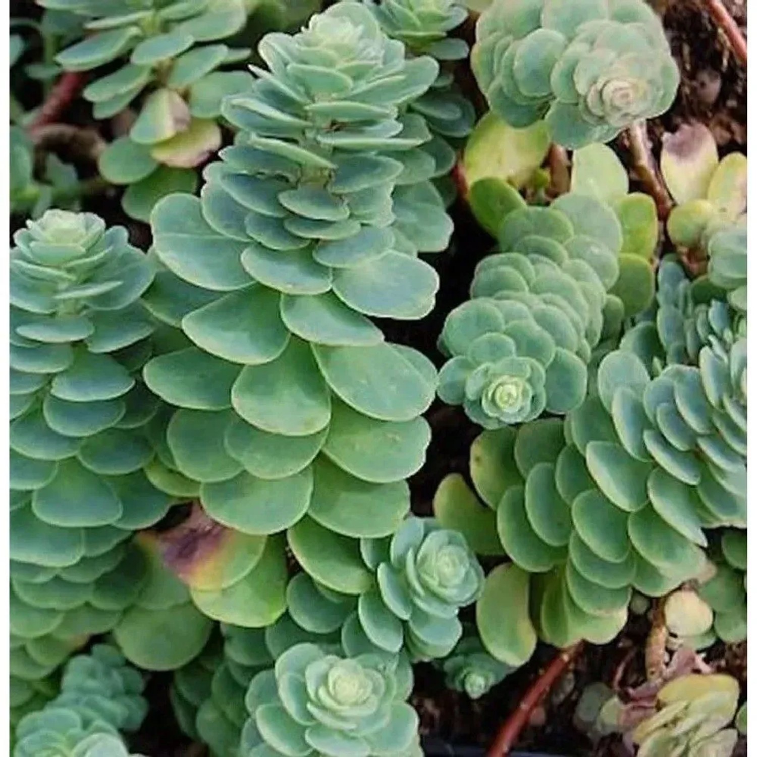 Rundblättrige Fetthenne - Sedum anacampseros_2
