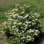 Gefüllter Schneeball Watanabe, Viburnum plicatum mit weißen Blüten im Garten.