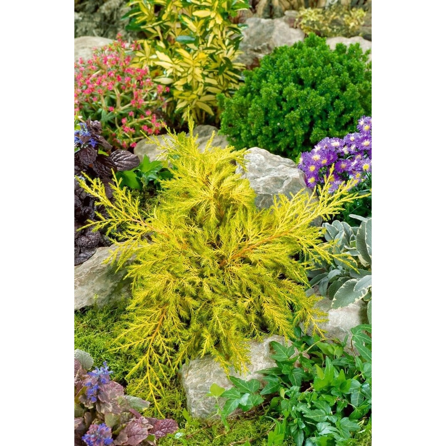 Juniperus Chinensis Goldstar Chinesischer Wacholder Goldgelb 15–20 cm günstig online kaufen
