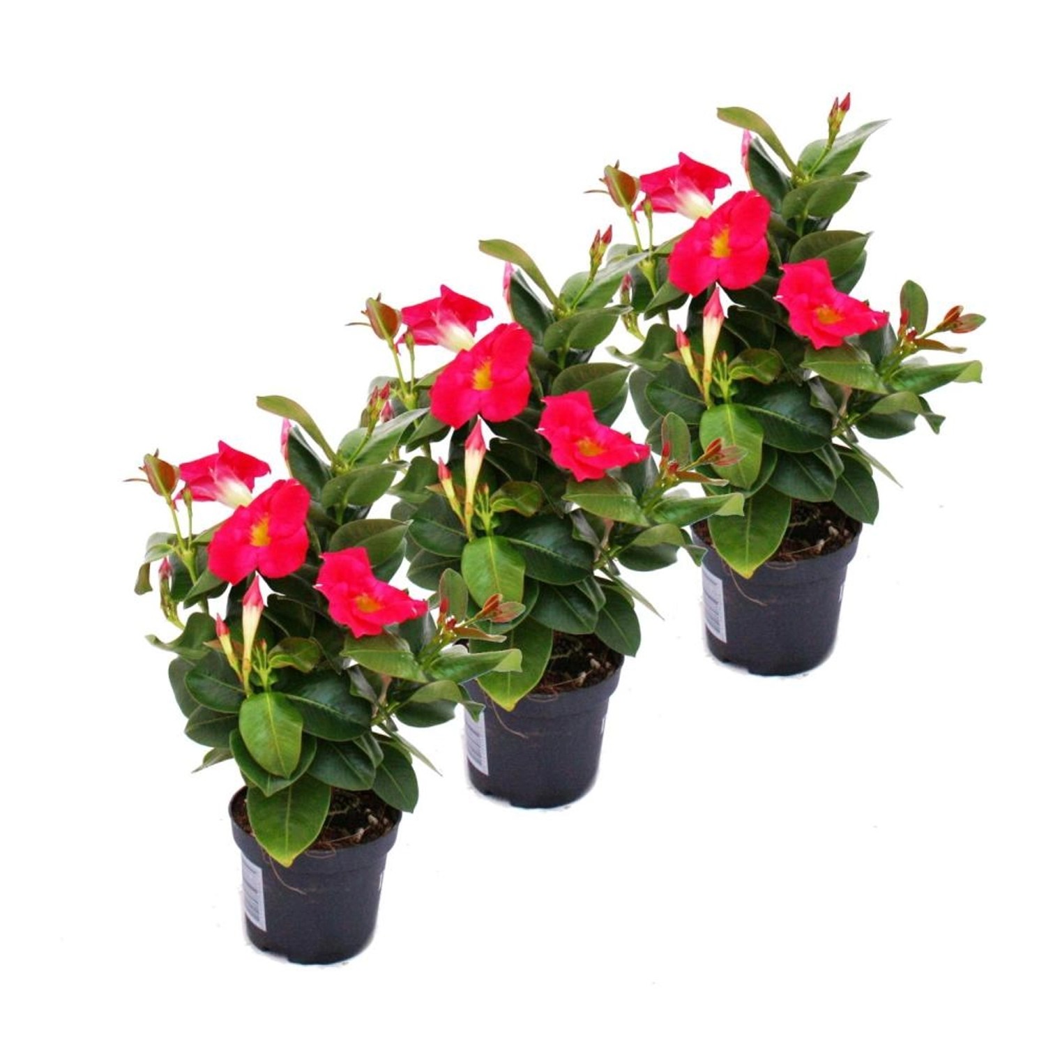 Exotenherz Dipladenia Chilenischer Jasmin 3 Pflanze Rosa Blühend günstig online kaufen