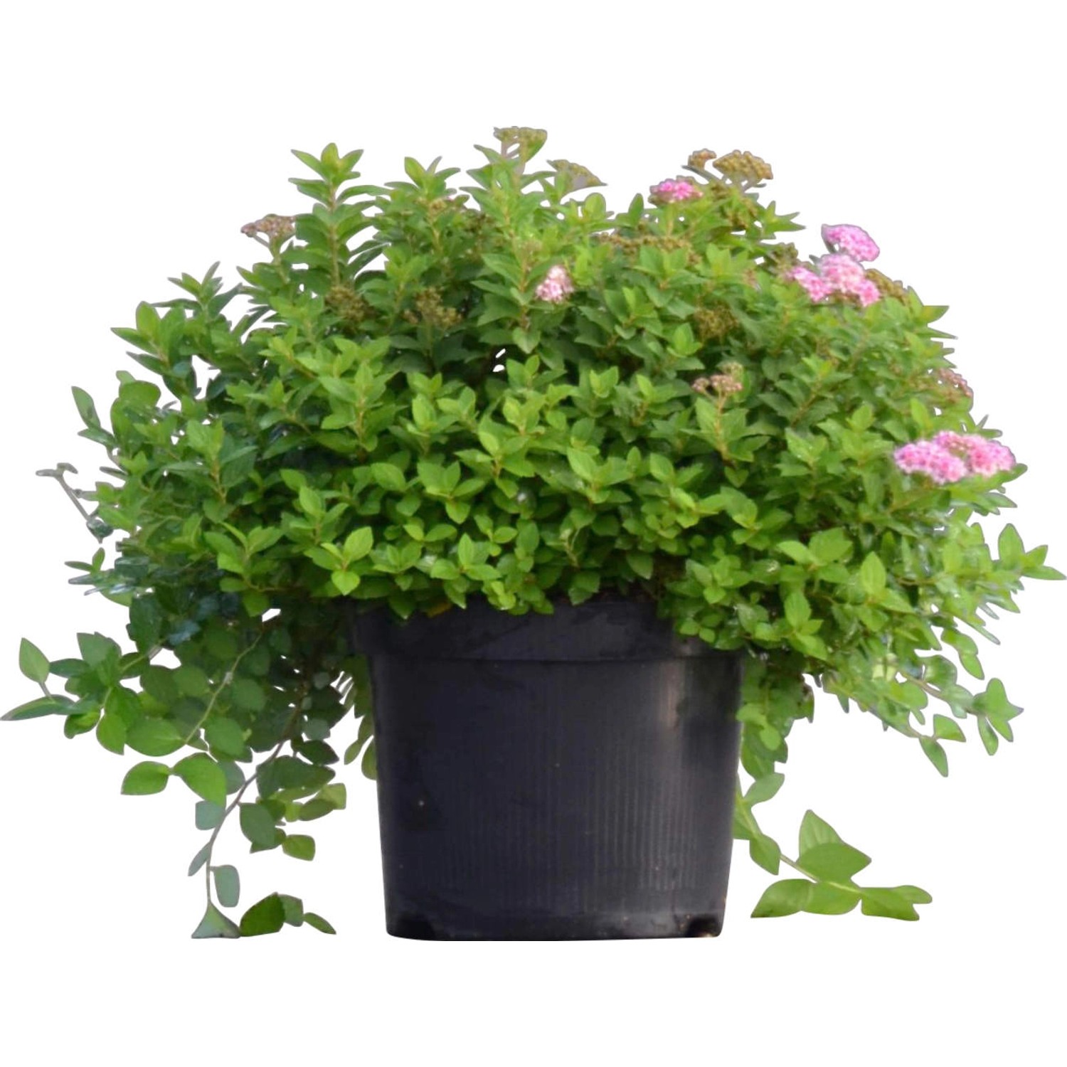 Spierstrauch Höhe ca. 20 - 40 cm Topf ca. 4 l günstig online kaufen