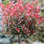 Hochstamm Glanzmispel Red Robin (Photinia fraseri) mit roten Blättern im Garten.