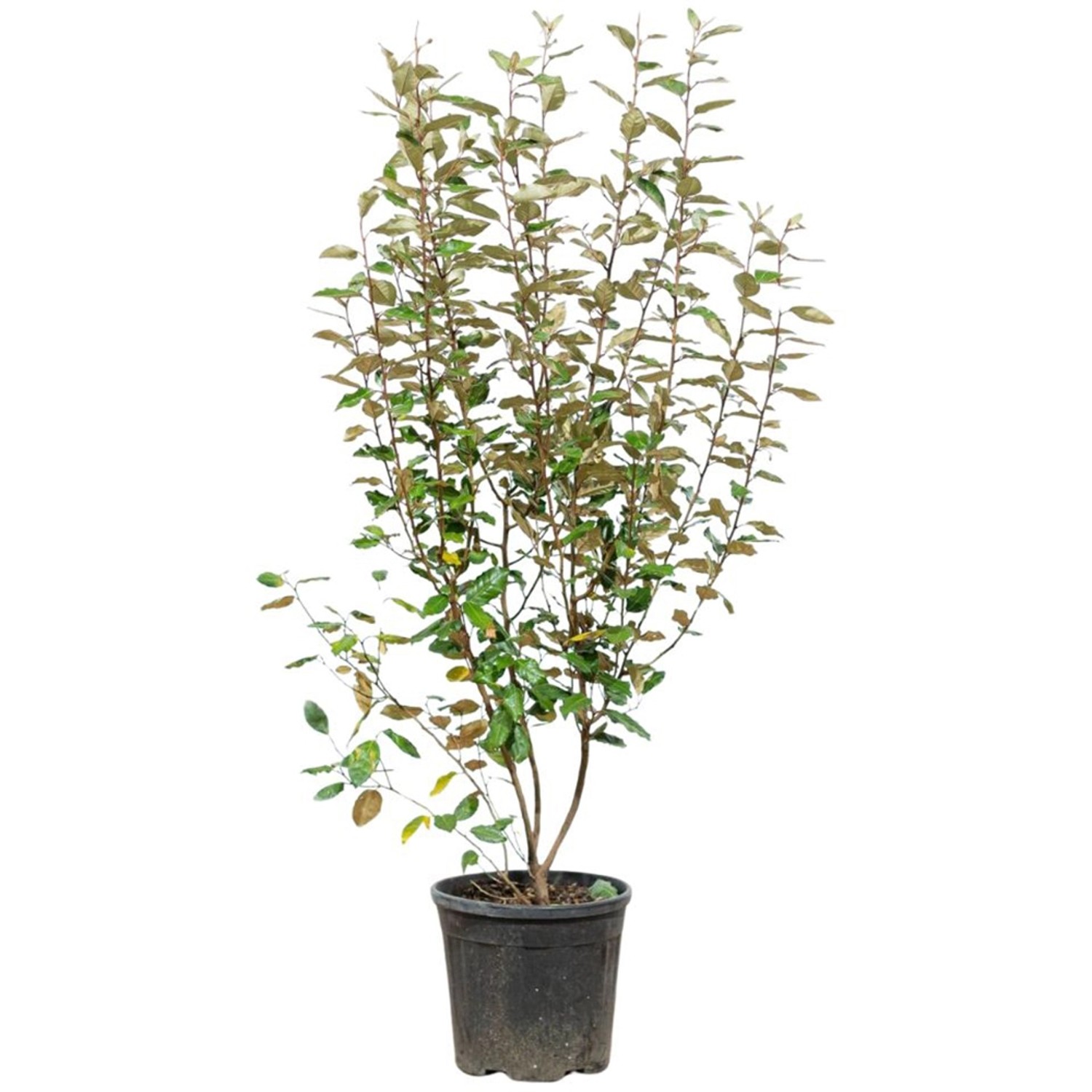 Wintergrüne Ölweide Set à 20 Stk. Höhe ca. 125-150cm Elaeagnus ebbingei