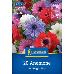 Kiepenkerl Blumenzwiebeln Kronen-Anemone St. Brigid Mischung. Bunte Anemonenblüten in Rot, Violett, Rosa, Weiß.