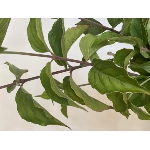 Nahaufnahme eines Zweigs der Kornelkirsche mit grünen Blättern.