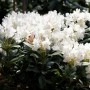 Blühender Rhododendron Cunninghams White mit weißen Blüten und grünen Blättern.