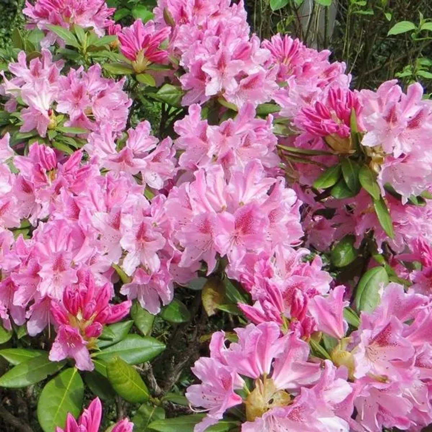 Rhododendron 'Cosmopolitan' 60 bis 80 cm im Container Für Sauren Boden_2