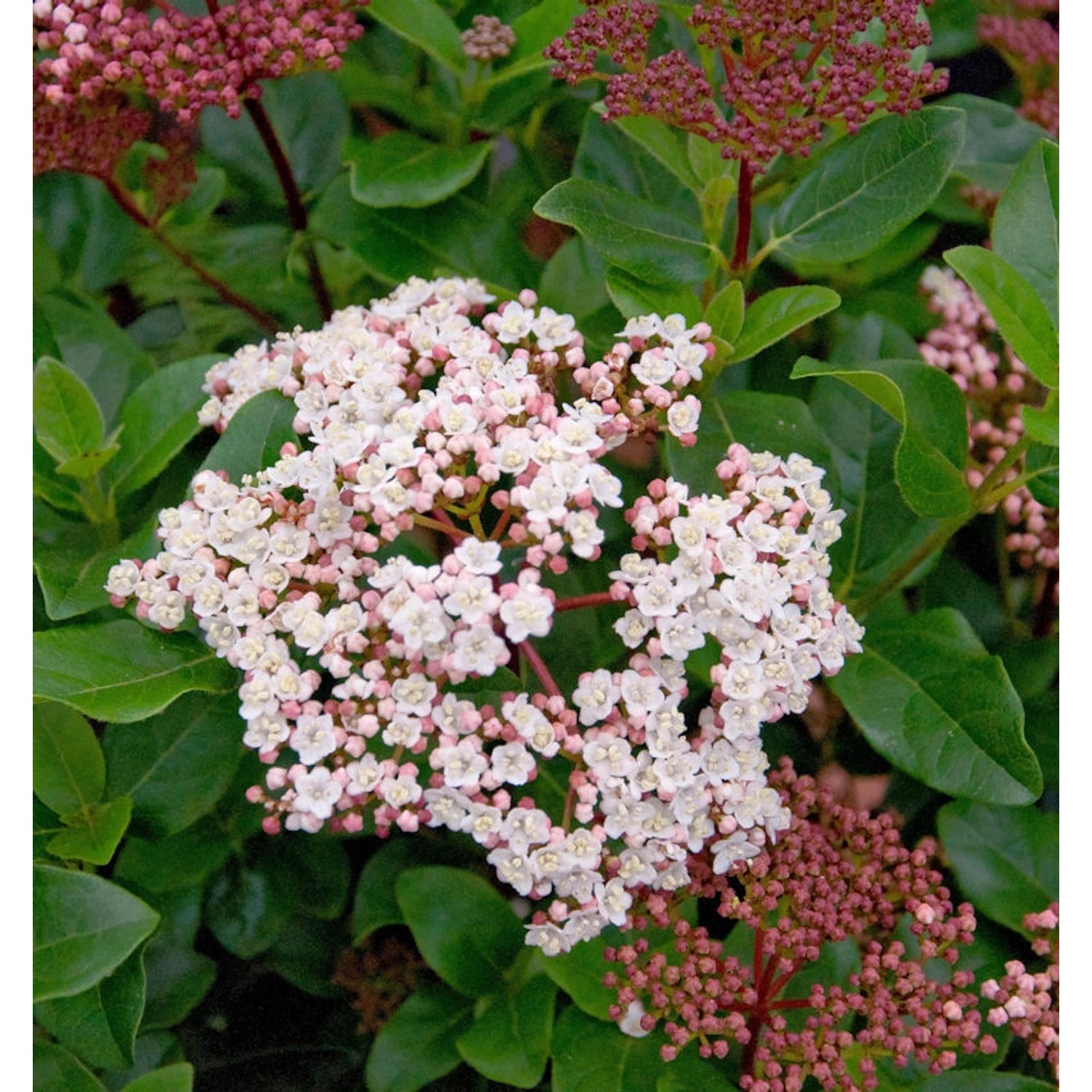 Hochstamm Mittelmeer Schneeball Lisa Rose 80-100cm - Viburnum tinus günstig online kaufen