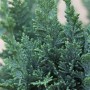 Detailaufnahme der blaugrünen Chamaecyparis Lawsoniana Wisselii Scheinzypresse, 30-40 cm hoch.
