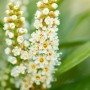 Blühender Kirschlorbeer Caucasica im Detail: Weiße Blütenstände vor grünem Laub.
