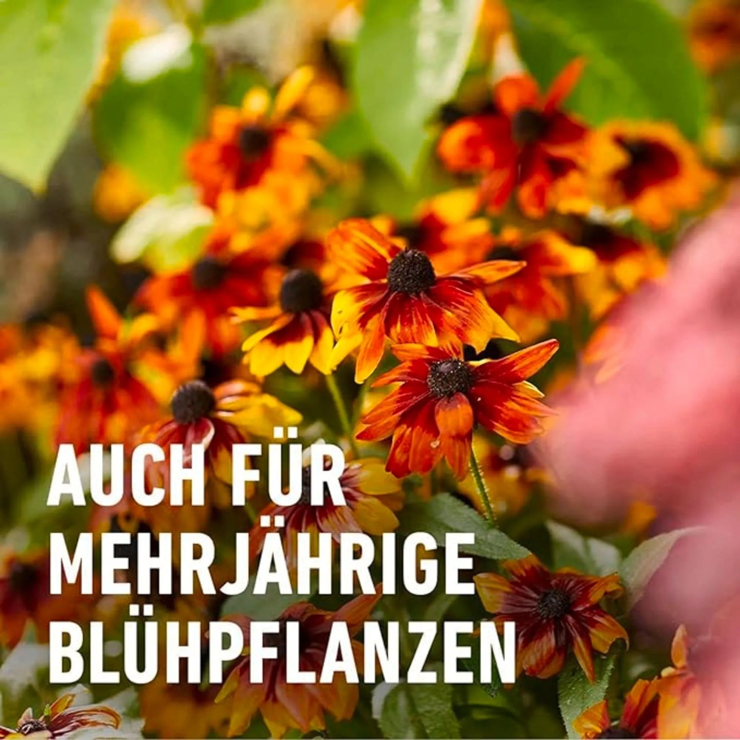 aloe vera neurodermitis Aloe Vera Seife ca.150g, empfohlen bei Ekzemen, Neurodermitis, Herpes und  Schuppenflechten