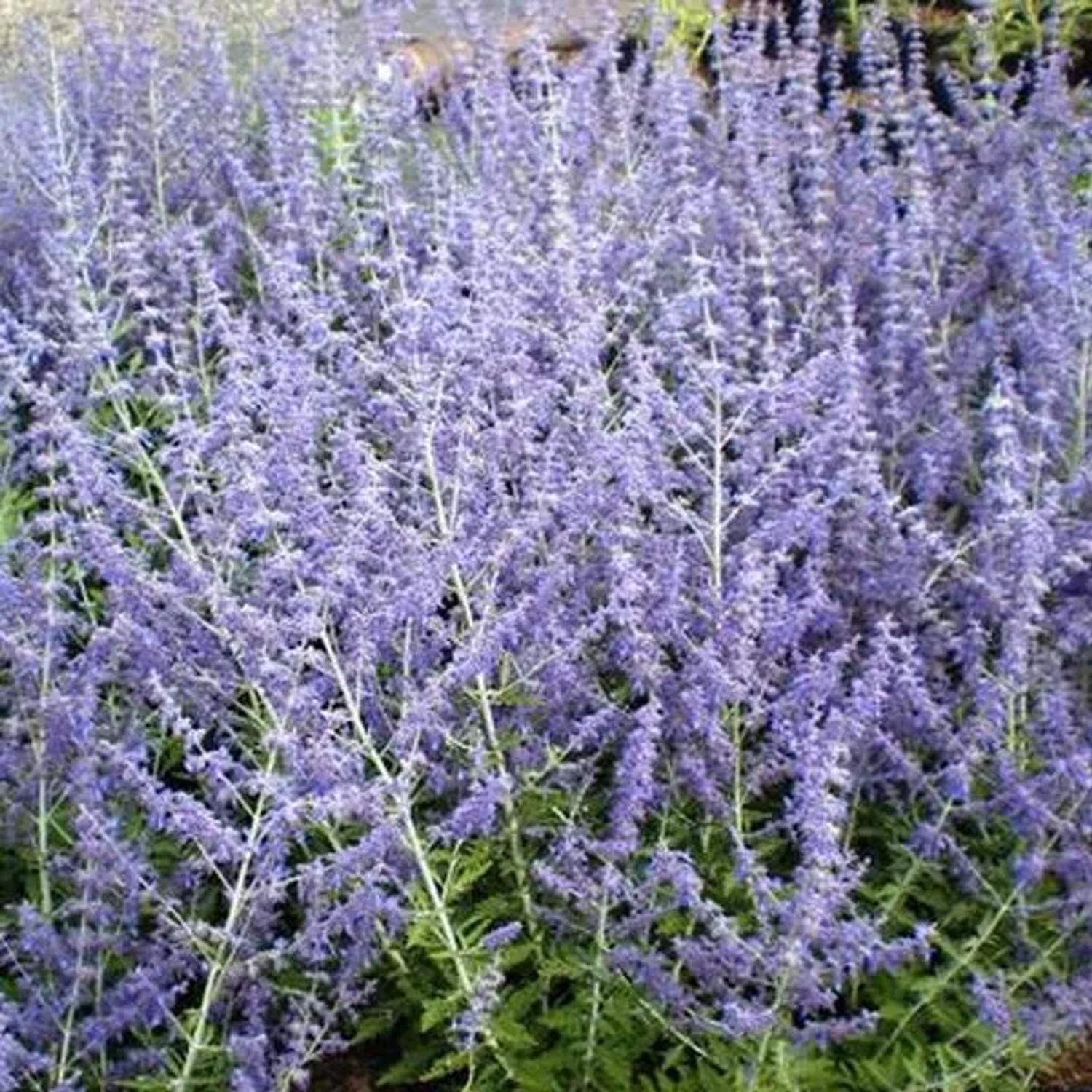 Blauraute 'Blue Spire' Perovskia 50 bis 60 cm im Container Reichblühend