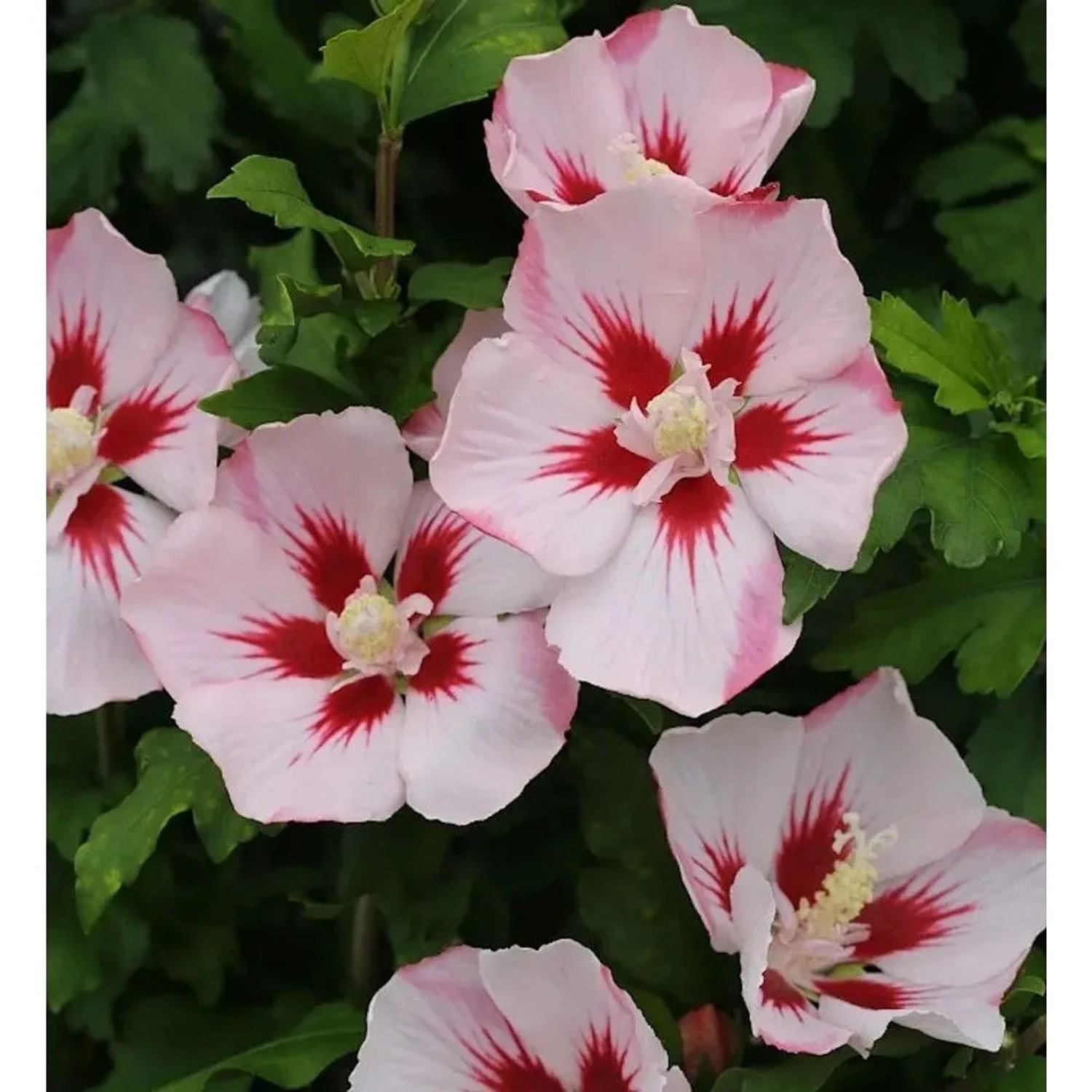 Image of Rosen Eibisch Hamabo 30-40cm - Hibiscus