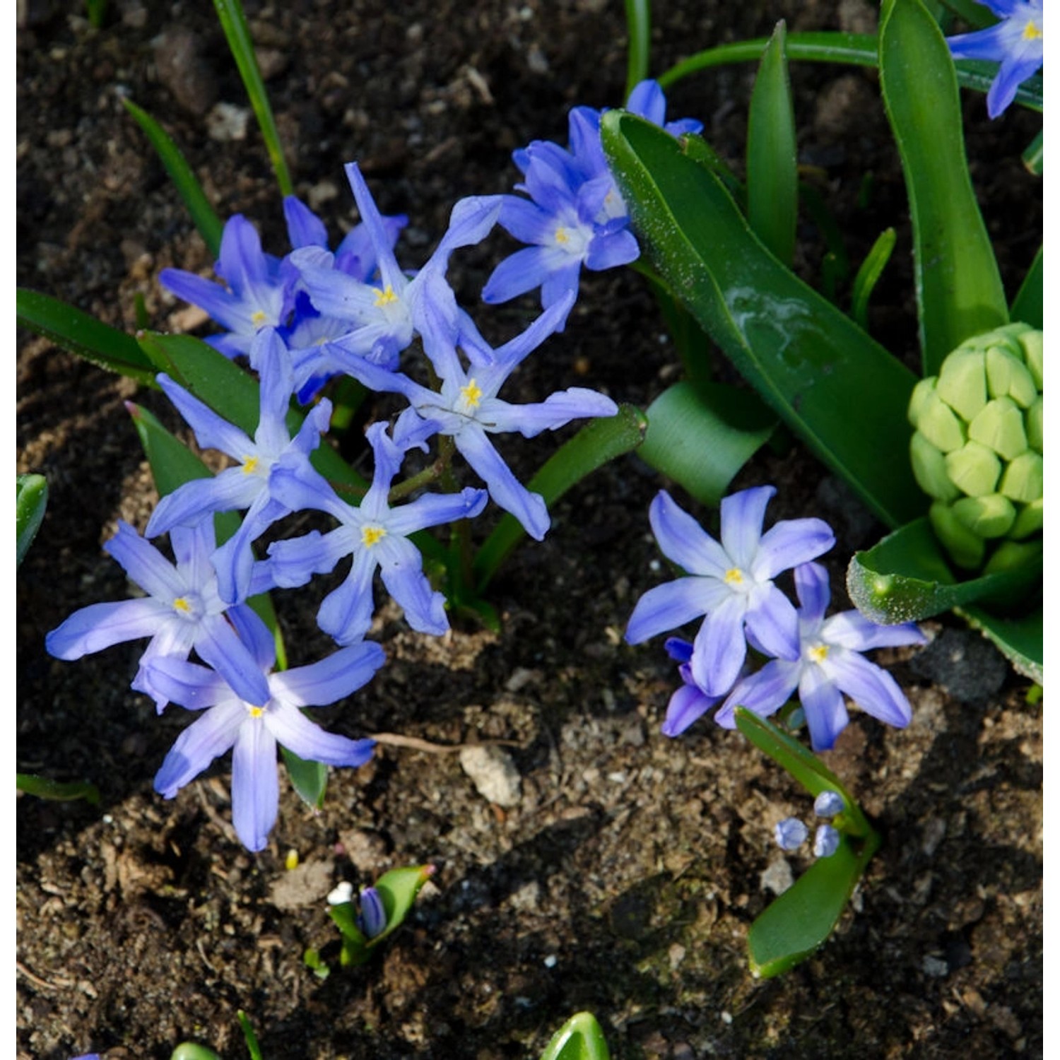 Gewöhnliche Sternhyazinthe - Chionodoxa luciliae günstig online kaufen