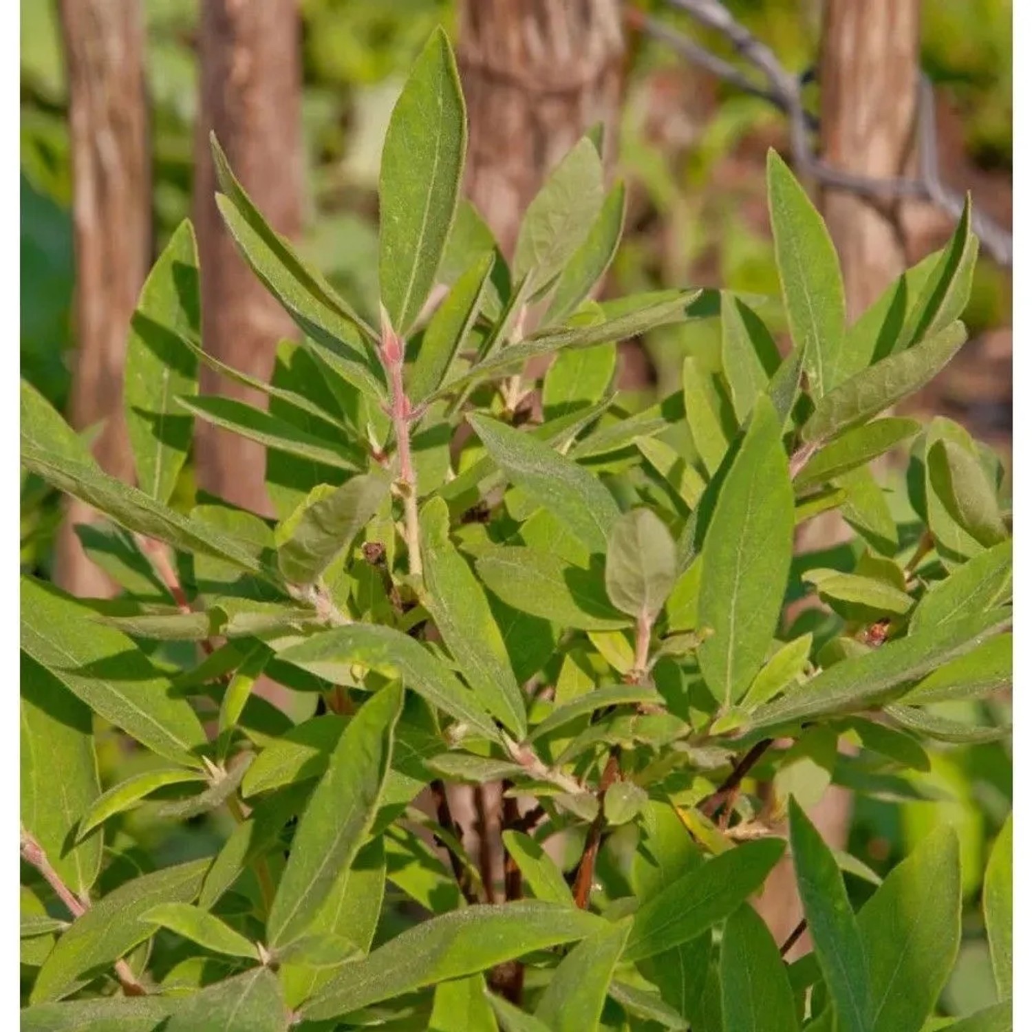 Honigbeere MyBerry Farm 25-30cm - Lonicera kamtschatica