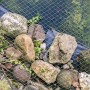 Aquagart Teichnetz 10x10m über Teich gespannt, befestigt mit Steinen. Laubnetz zum Schutz.