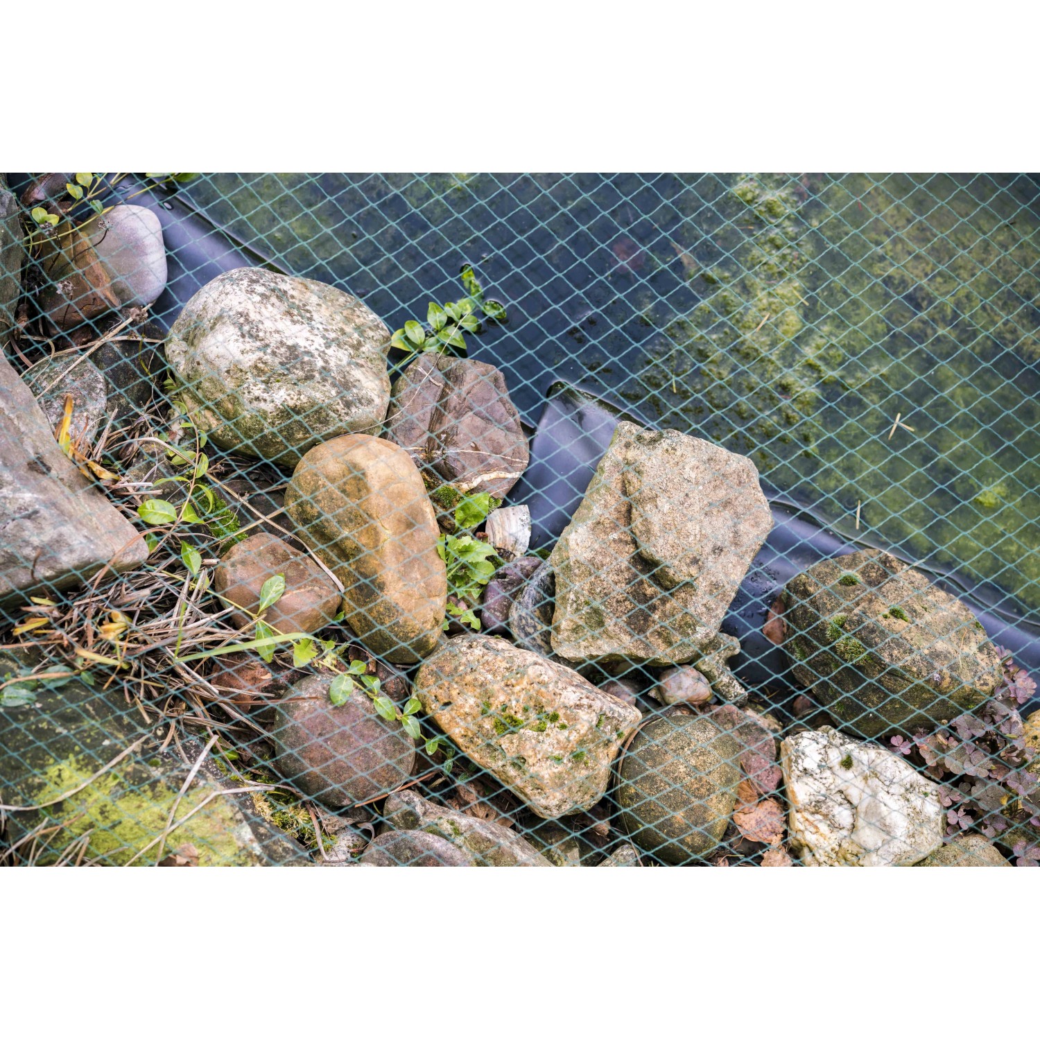 Aquagart Teichnetz 10x10m über Teich gespannt, befestigt mit Steinen. Laubnetz zum Schutz.