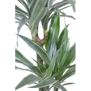 Drachenbaum (Dracaena Deremensis) mit grün-weiß gestreiften Blättern im Topf.