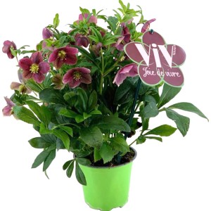 Orientalische Lenzrose Victoria im Topf, purpurrote Blüten und grüne Blätter.