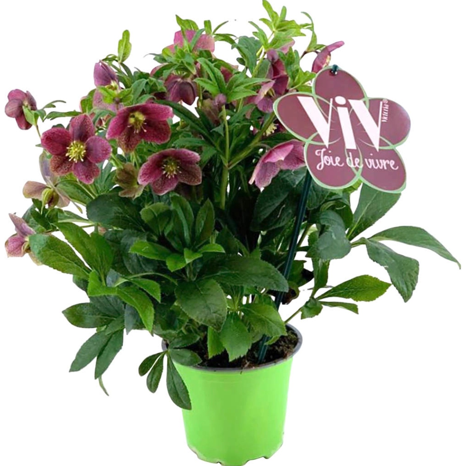 Orientalische Lenzrose "Victoria" TopfØ ca. 17 cm Helleborus