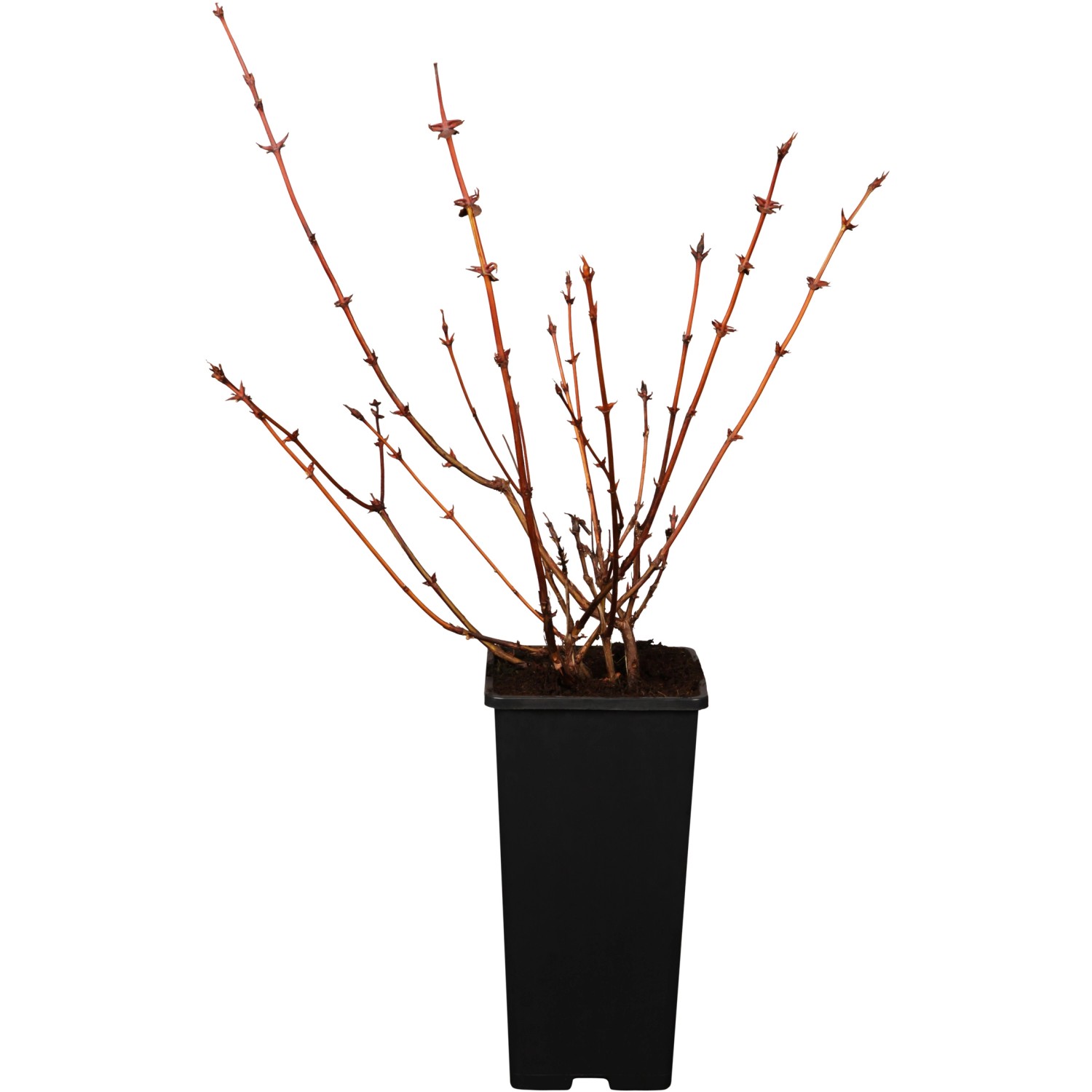 GROW by OBI Sibirische Blaubeere Dunkelblau Höhe 10-20cm Topf ca. 2 l Lonic günstig online kaufen