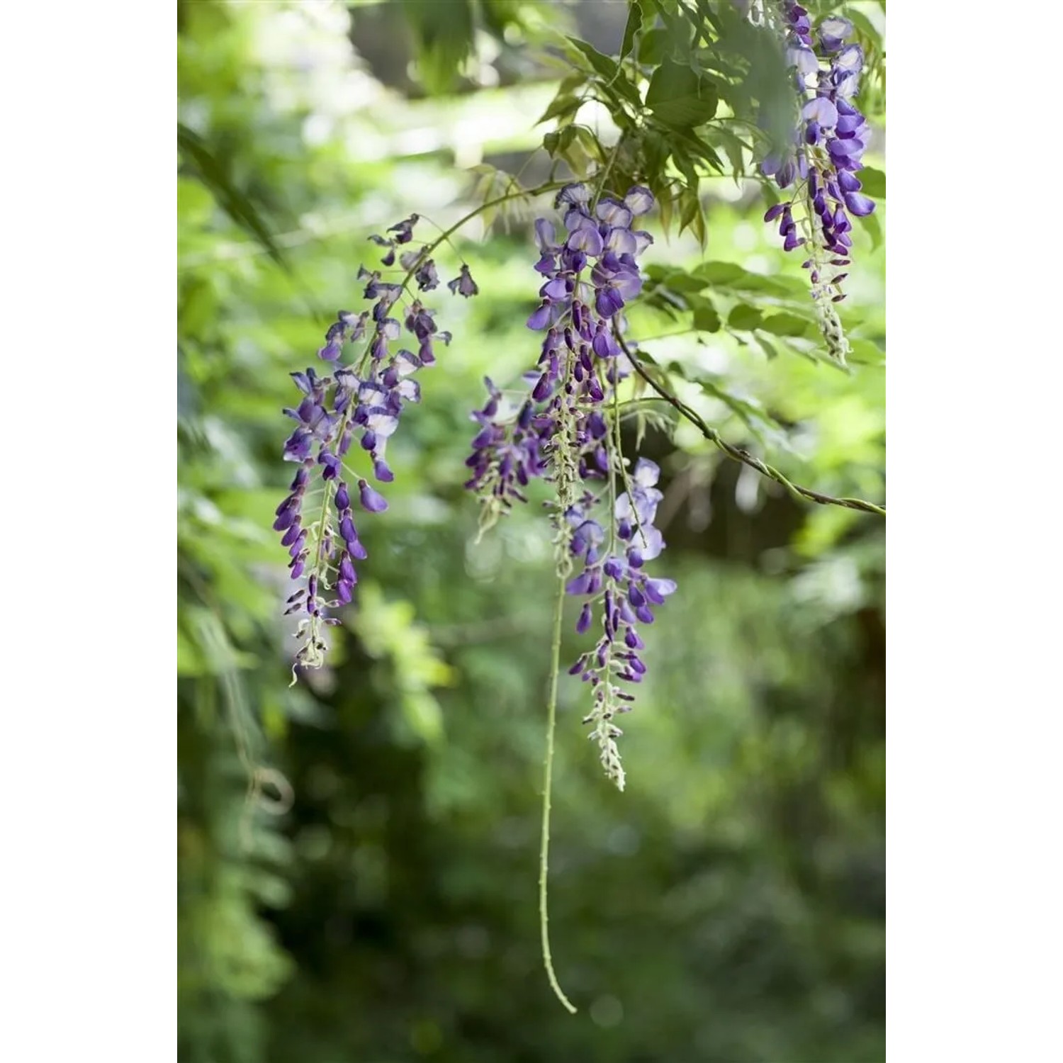 Blühender Japanischer Blauregen mit violetten Blütentrauben im Garten.