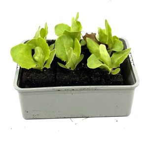 GROW by OBI Feldsalat in 6er Schale, junge, grüne Salatpflanzen in Anzuchtschale.