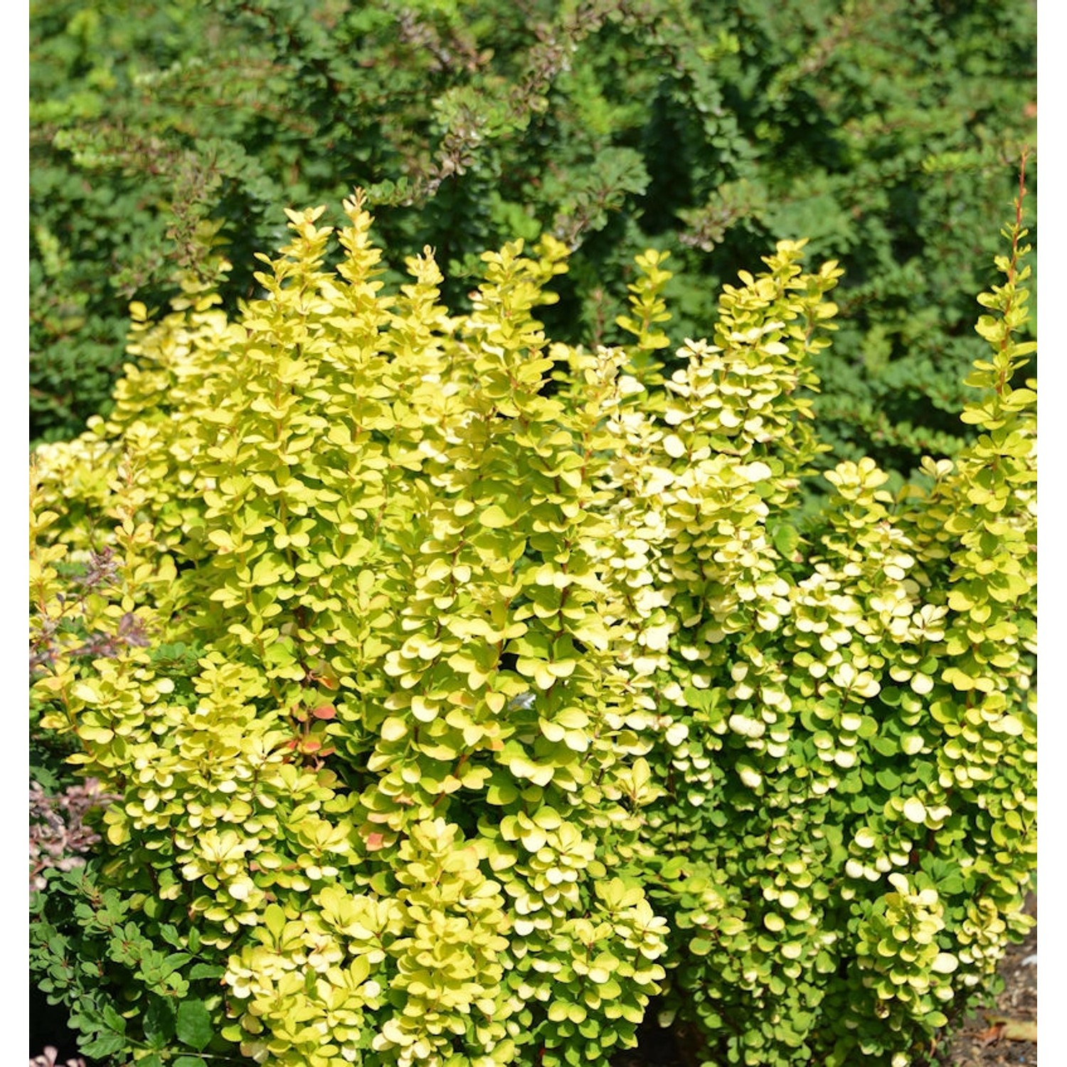 Säulen-Berberitze Golden Torch 25-30cm - Berberis thunbergii günstig online kaufen